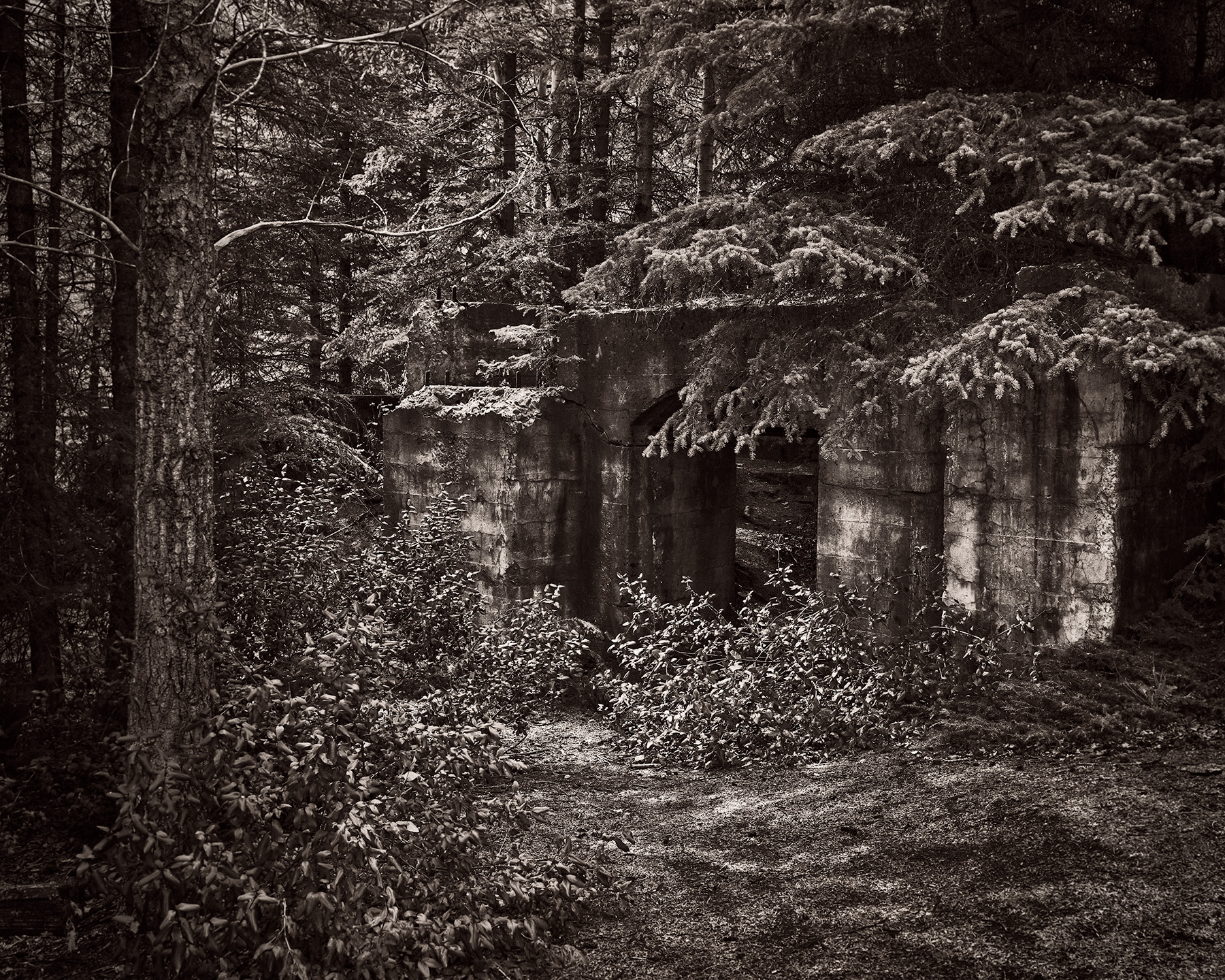 Wall for the Trees, Banff